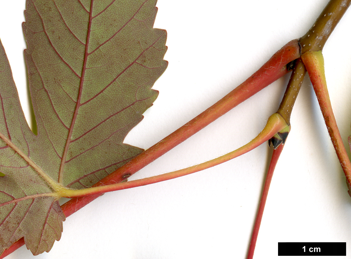 High resolution image: Family: Sapindaceae - Genus: Acer - Taxon: ×pseudoheldreichii (A.heldreichii × A.pseudoplatanus)